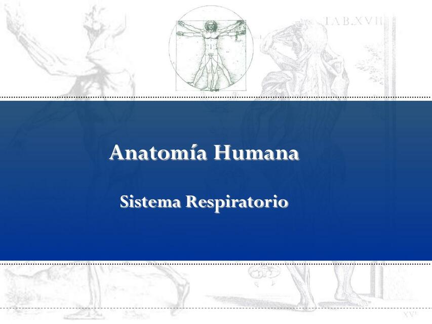 Sistema respiratorio