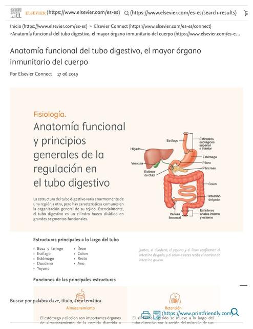 Anatomía funcional del tubo digestivo 