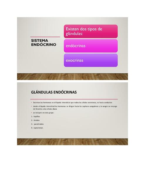 Sistema endocrino