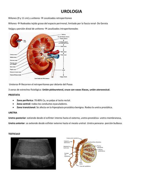 Urología 