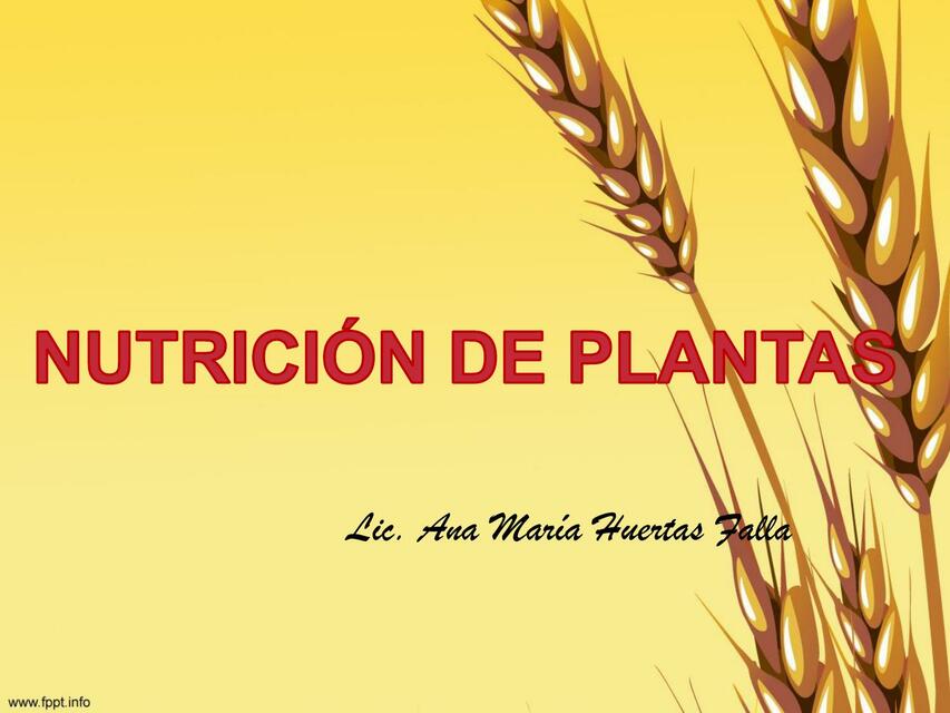 nutrición de plantas