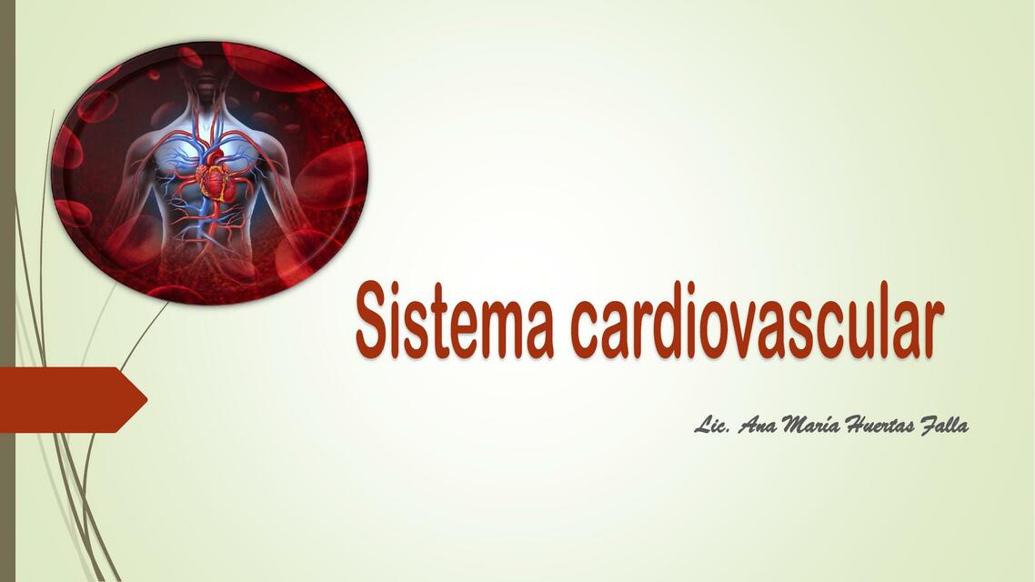 sistema cardiovascular