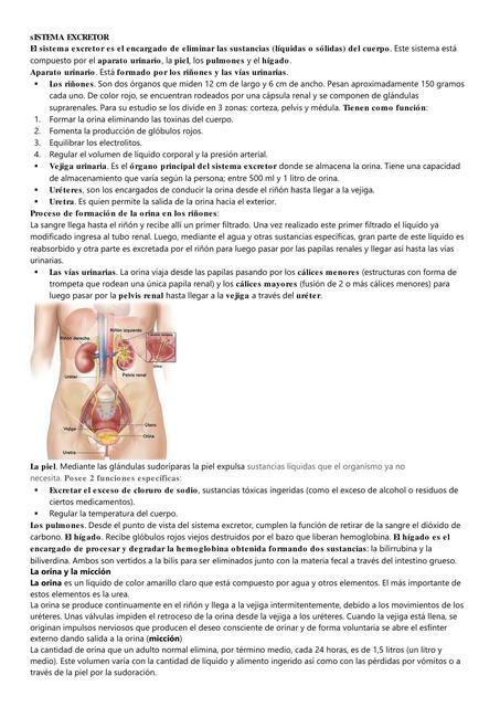 Sistema Excretor