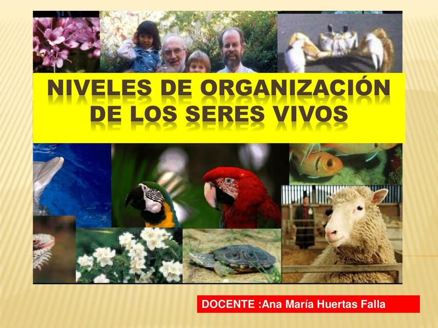 niveles de organizacion