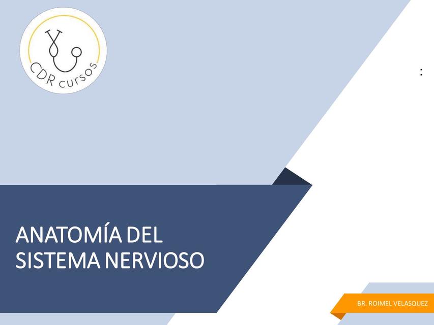 Anatomía del sistema nervioso 