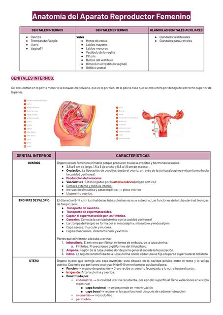 Anatomía del Aparato  Reproductor Femenino 