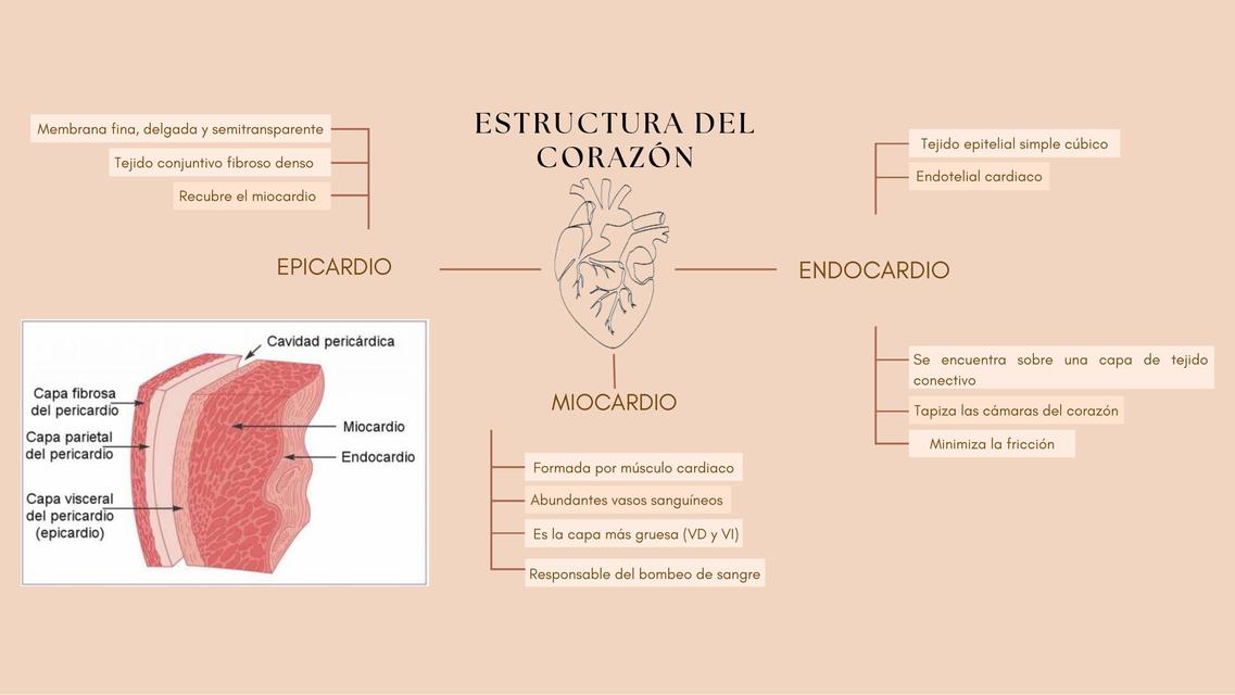 Estructura del corazón