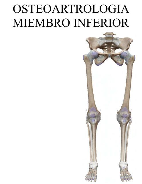 Oste artrología miembro inferior 