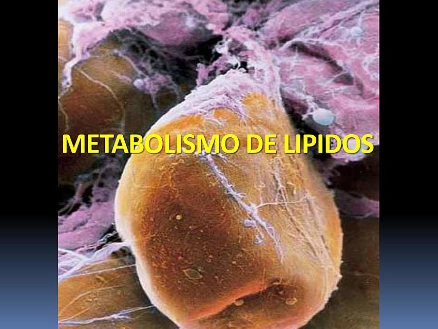 METABOLISMO DE LIPIDOS