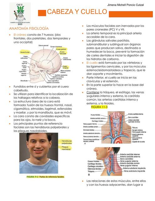 Cabeza y cuello