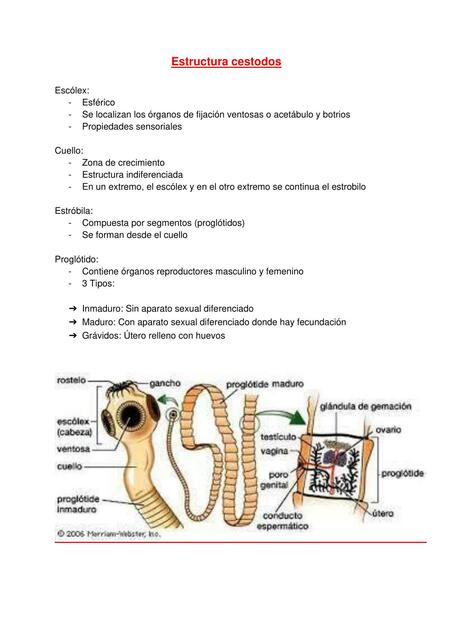 Cestodos y Trichomonas Vaginalis