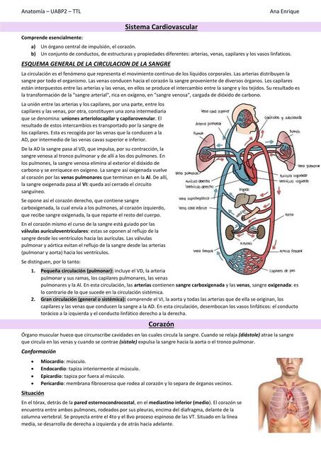 Anatomía del corazón