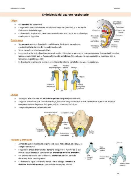 Embriología Sistema Respiratorio