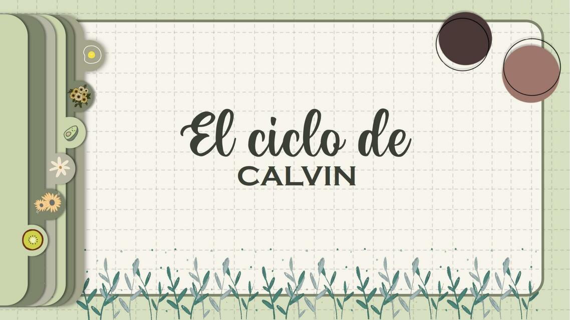 El ciclo de calvin