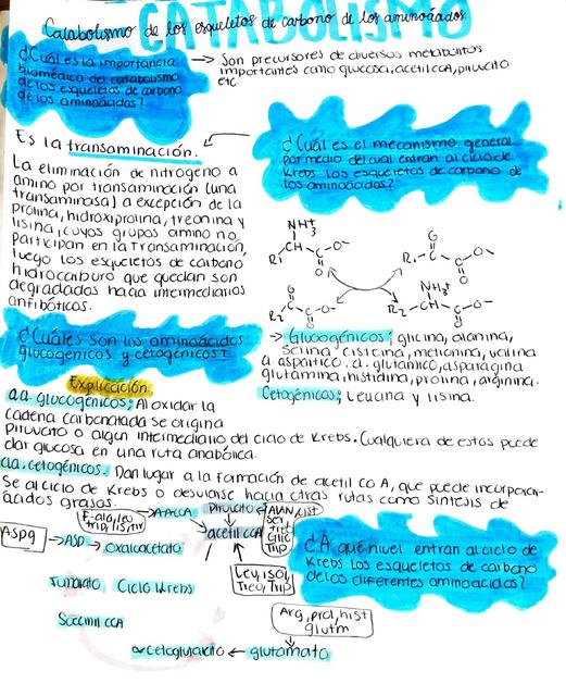 catabolismo de los esqueletos de carbono de los aminoácidos