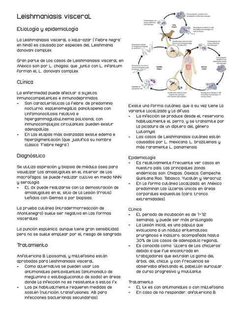 Leishmaniasis visceral 