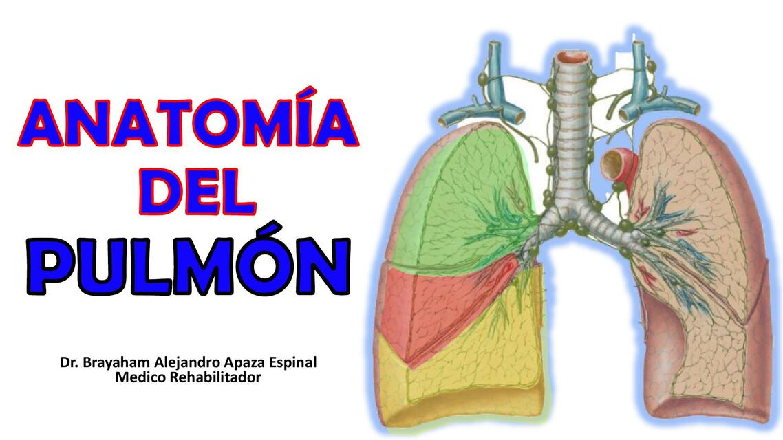 Anatomía de pulmón