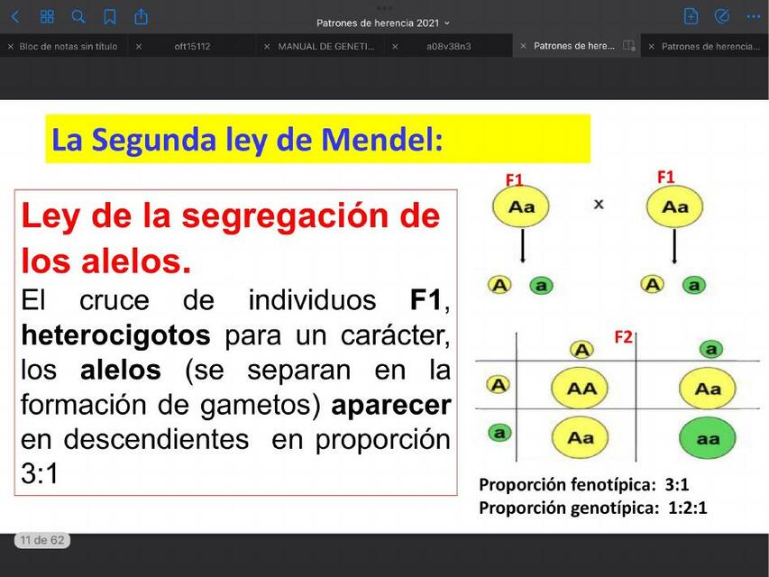 La segunda ley de Mendel 