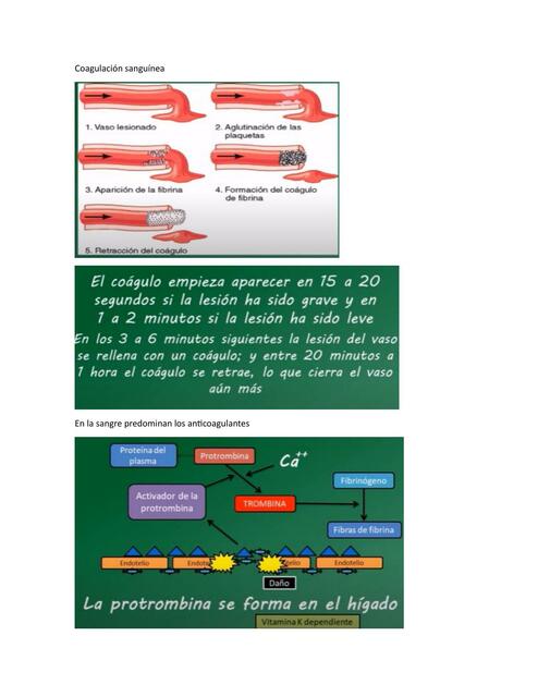 Coagulación sanguínea