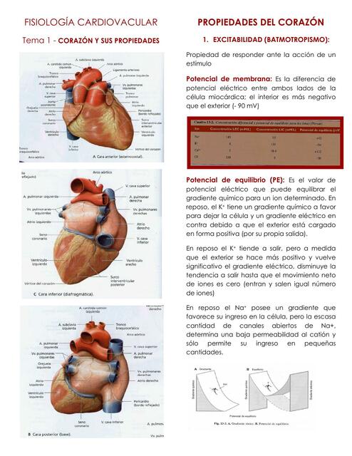 Fisiología cardiovascular: Corazón y sus propiedades