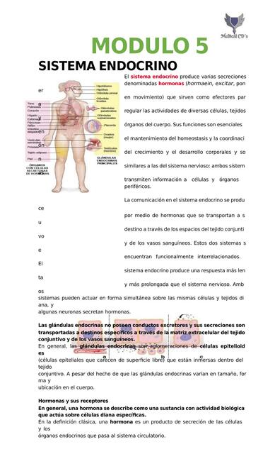 Sistema endocrino