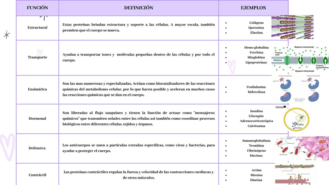 Funciones de las proteinas