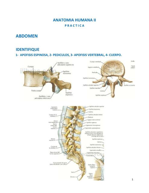 Manual de practica de Anatomia II abdomen pelvis p