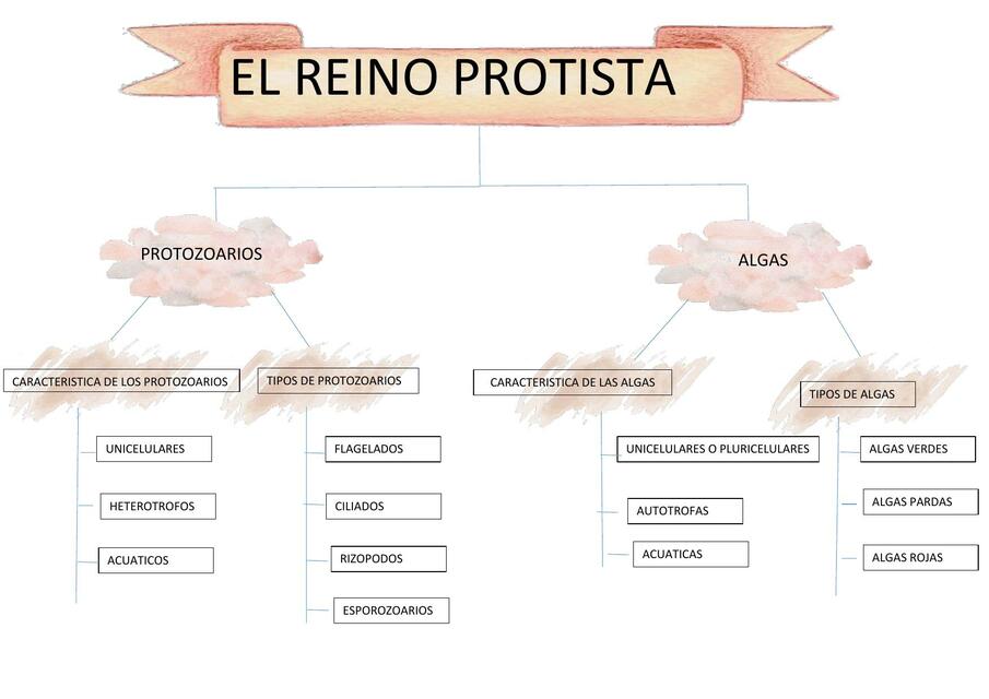 El reino protista 