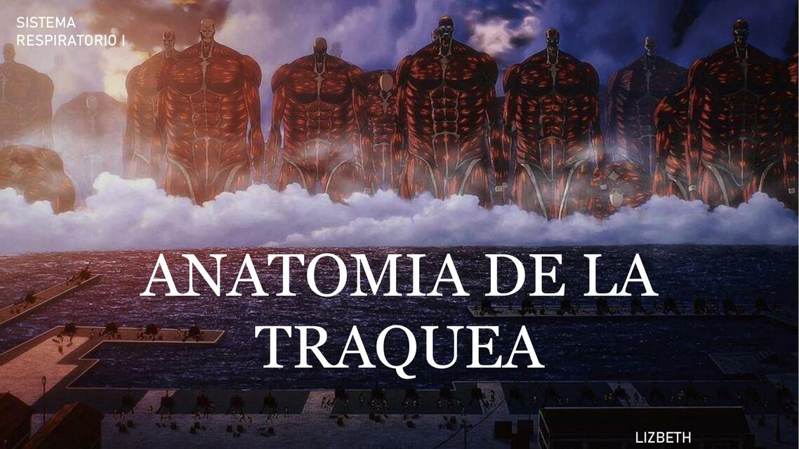 Anatomía de la Tráquea