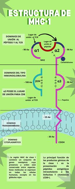 Complejo Mayor de Histocompatibilidad 