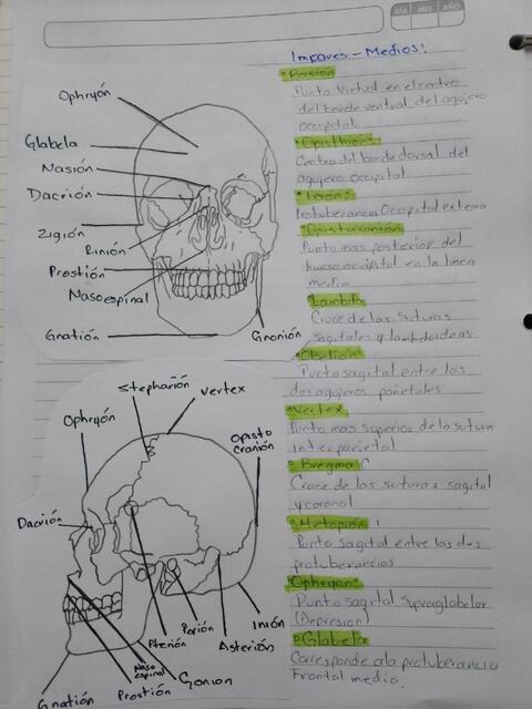 Puntoa craneometricos