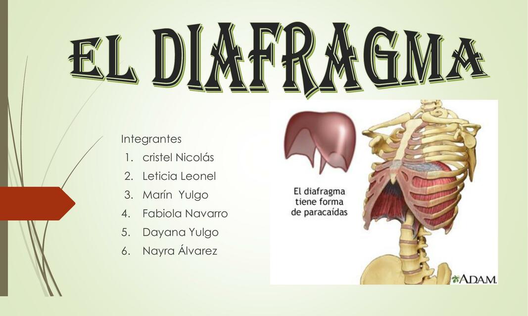 El diafragma