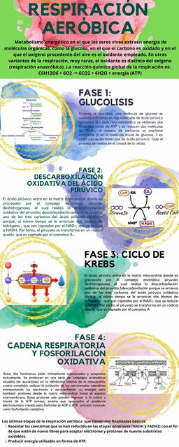 Respiración aeróbica