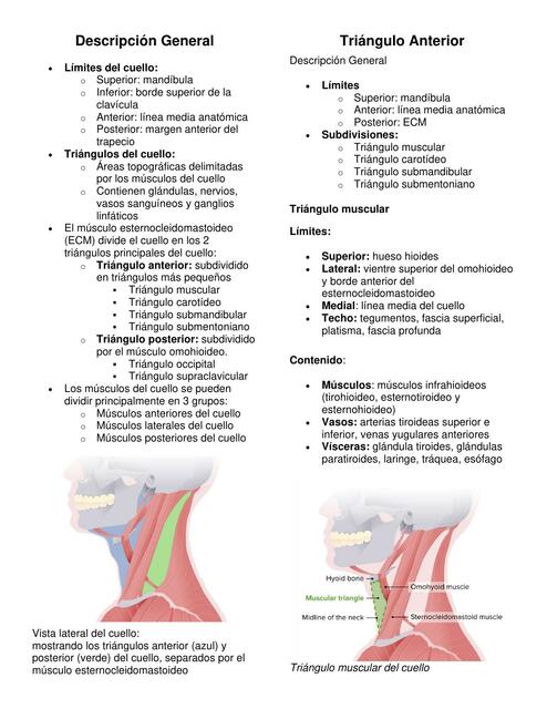 Triángulos anatómicos 