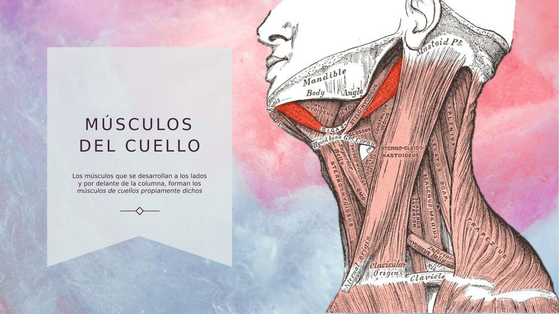 Músculos del cuello