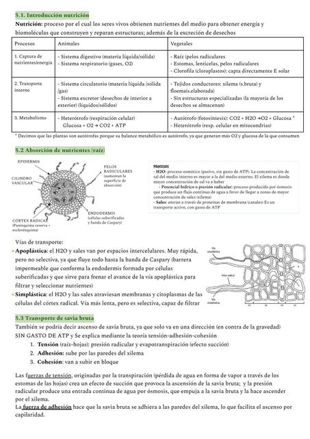 Nutrición de plantas