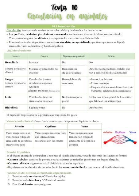 Circulación en animales