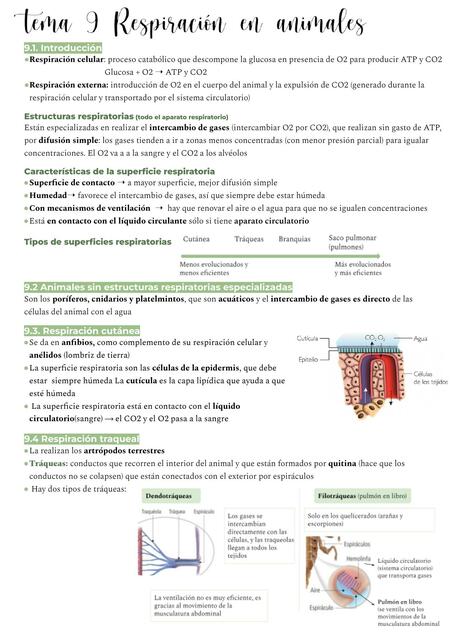 Respiración en animales