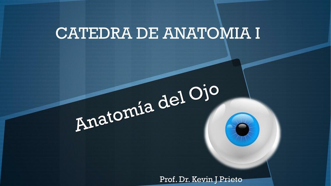 Anatomía del ojo 