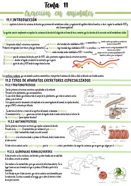 Excreción en animales