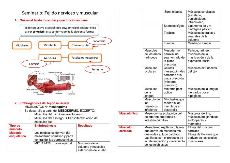 Seminario tejido nervioso y muscular