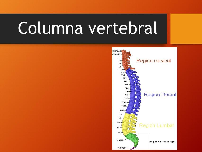 Columna Vertebral