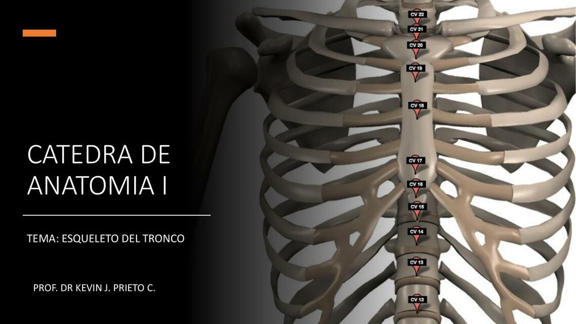 Catedra de anatomía I tórax