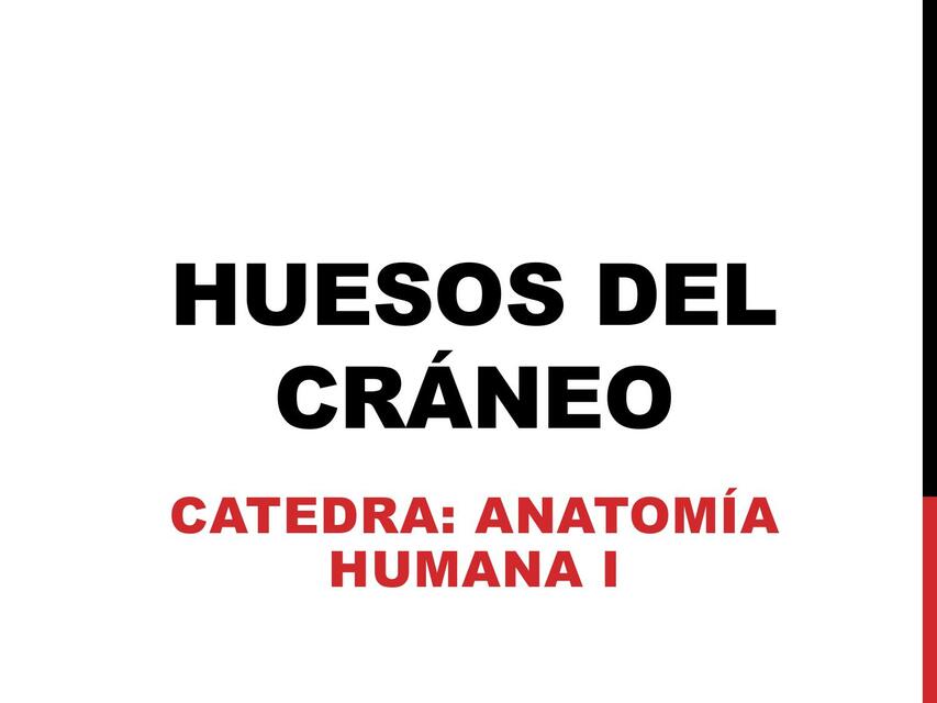 Huesos del cráneo 