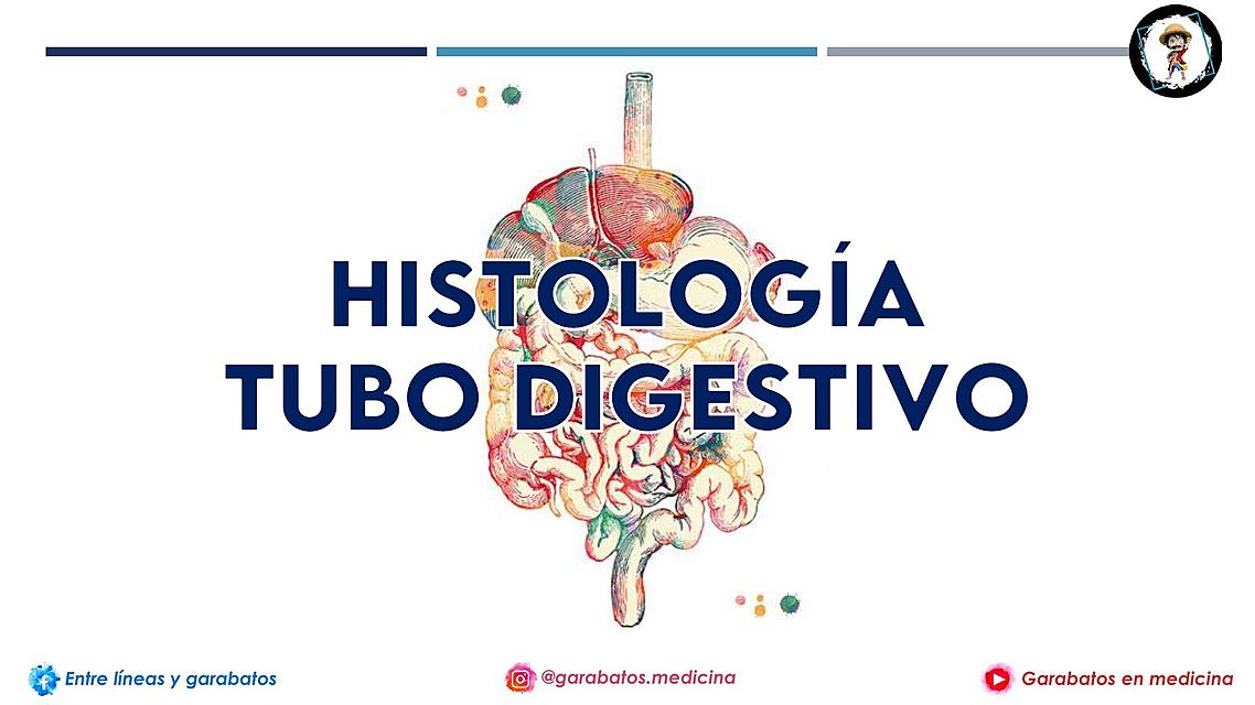 Histología del Tubo Digestivo: En la Palma de tus manos