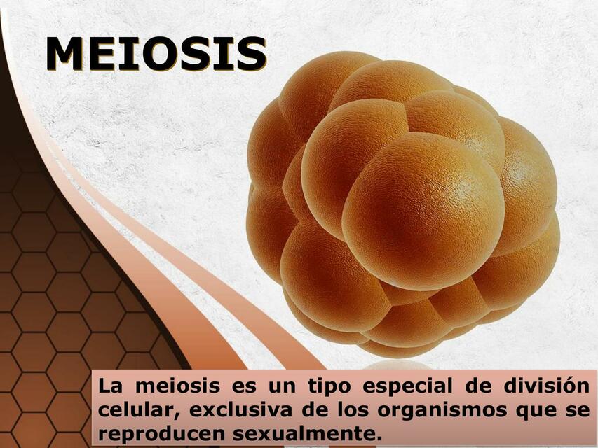 Meiosis