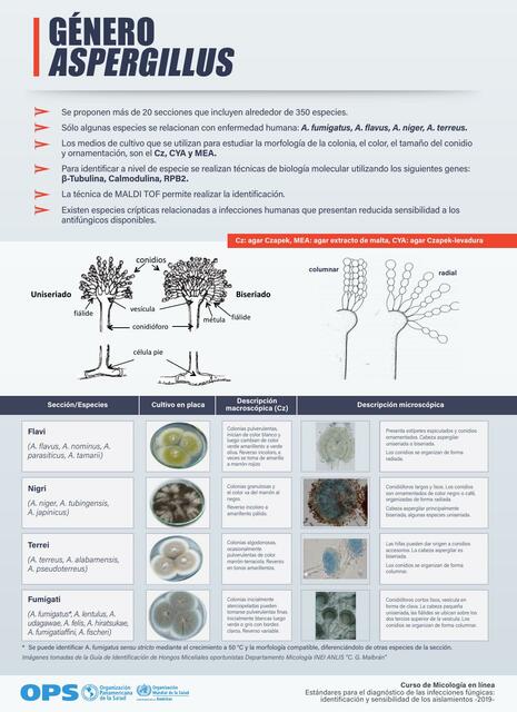 Género aspergillus