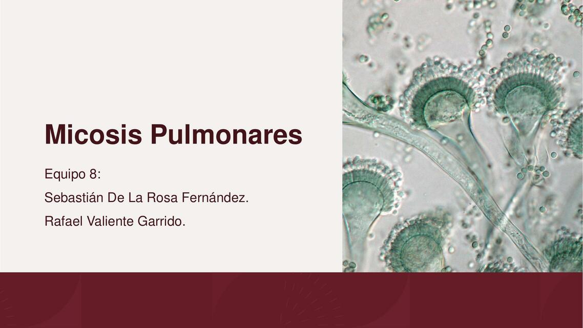 Micosis pulmonares