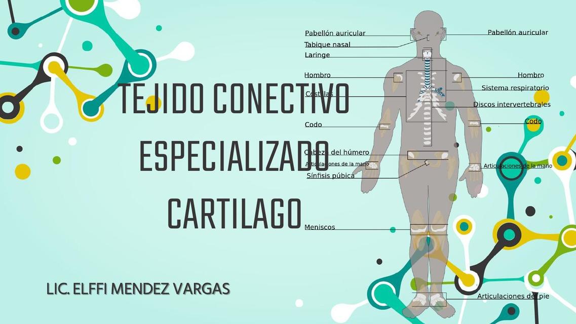 Tejido conectivo especializado cartilago