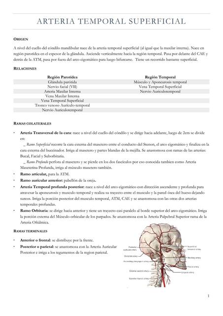 Arteria Temporal Superficial y Maxilar Interna